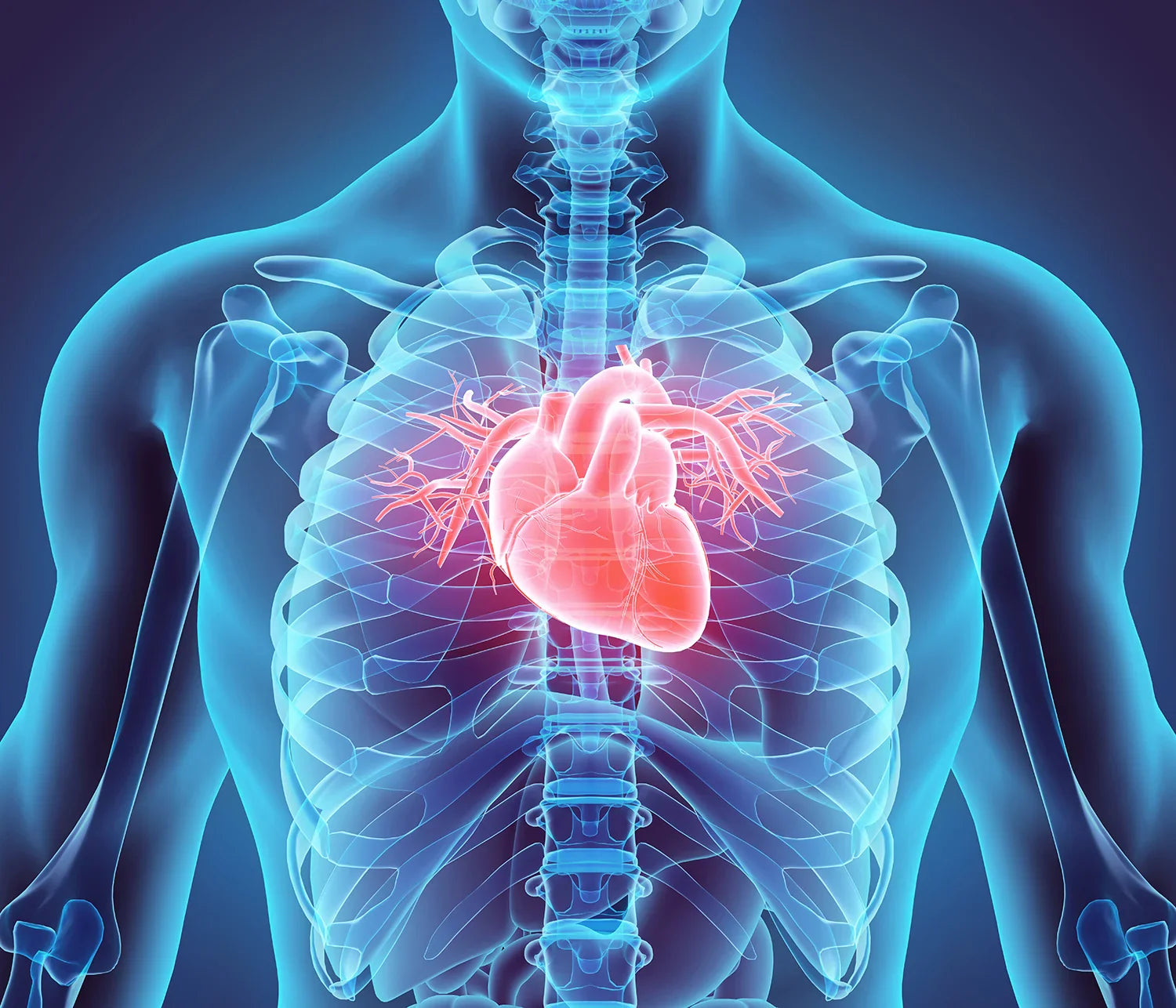Heart, Immunity & Daily Wellness